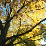 Against the Politics of Respectability: Writing as Attention-Giving